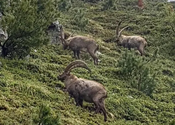 アパート Chesa Robbi By Interhome *